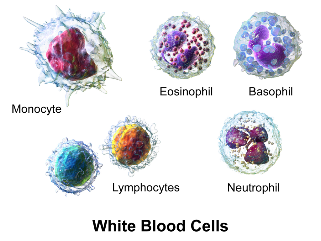 Red Blood Cells