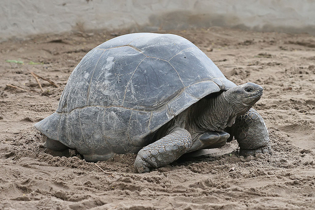 1024px-Aldabra_Giant_Tortoise_Geochelone_gigantea_edit1