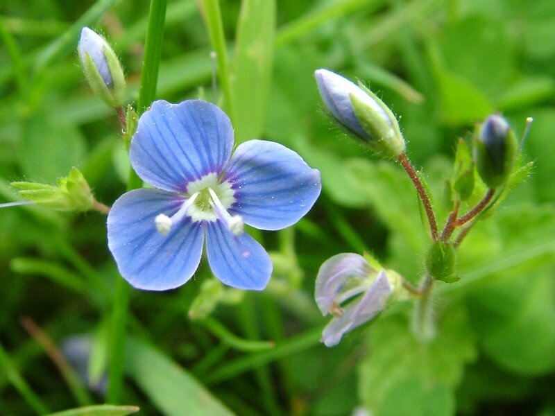 Speedwell sorts out acne