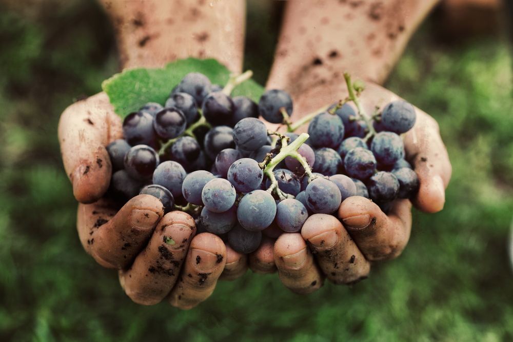 chemical free wine